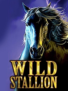 Wild Stallion